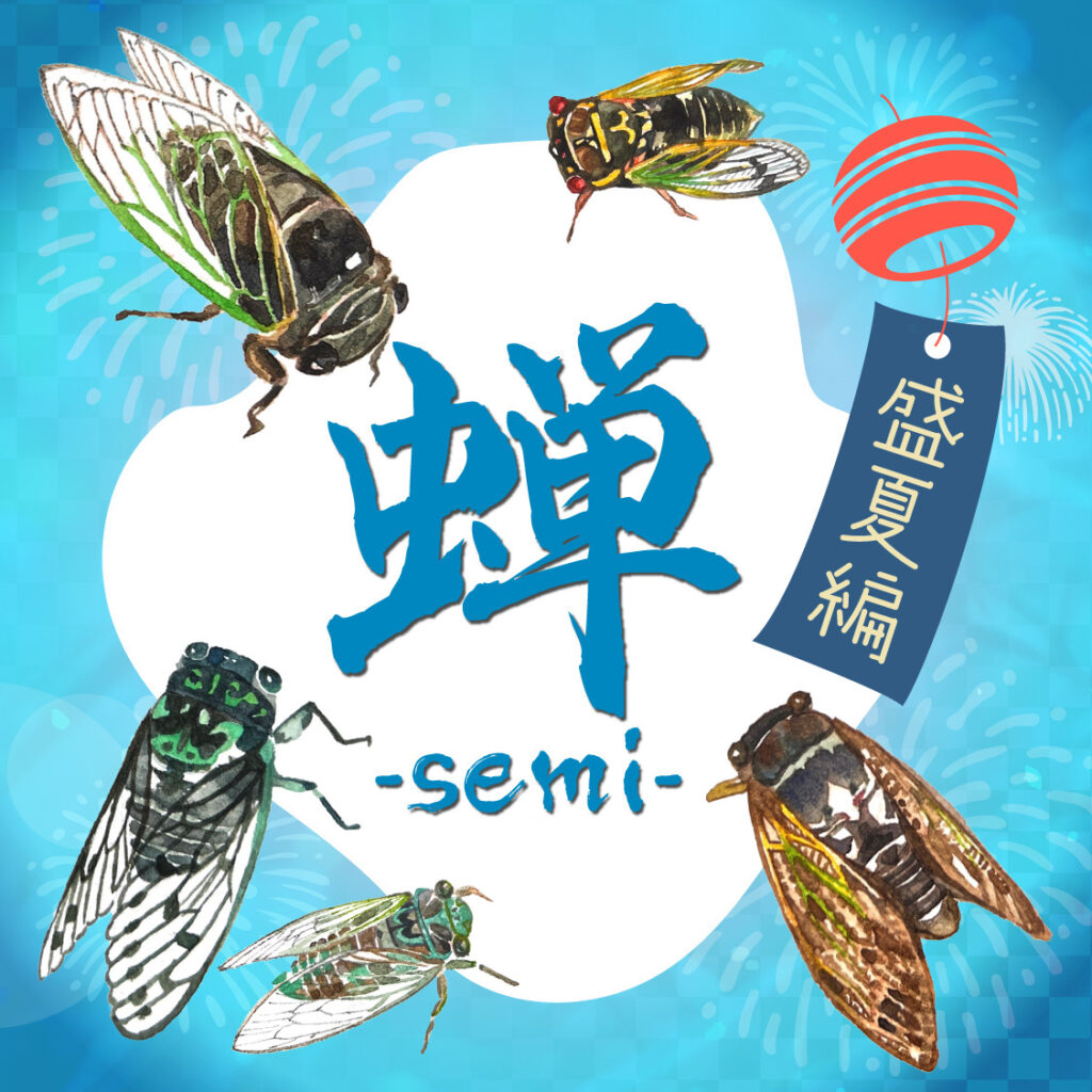 蝉 ～semi～ 盛夏編