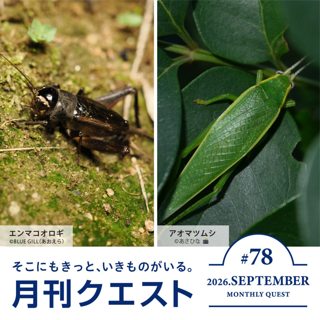 月刊クエスト2026年9月：スキルを使って虫の鳴く声を聞いてみよう！