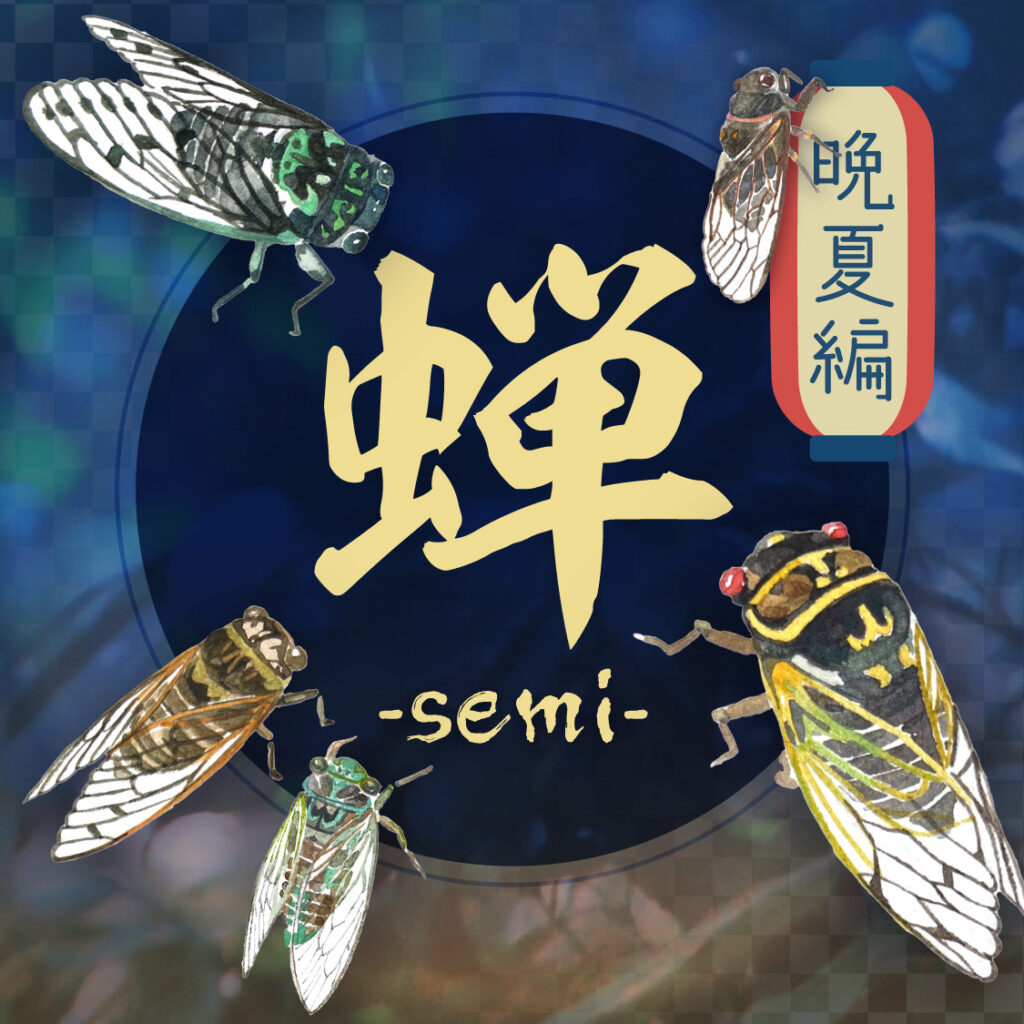 蝉　～semi～　晩夏編