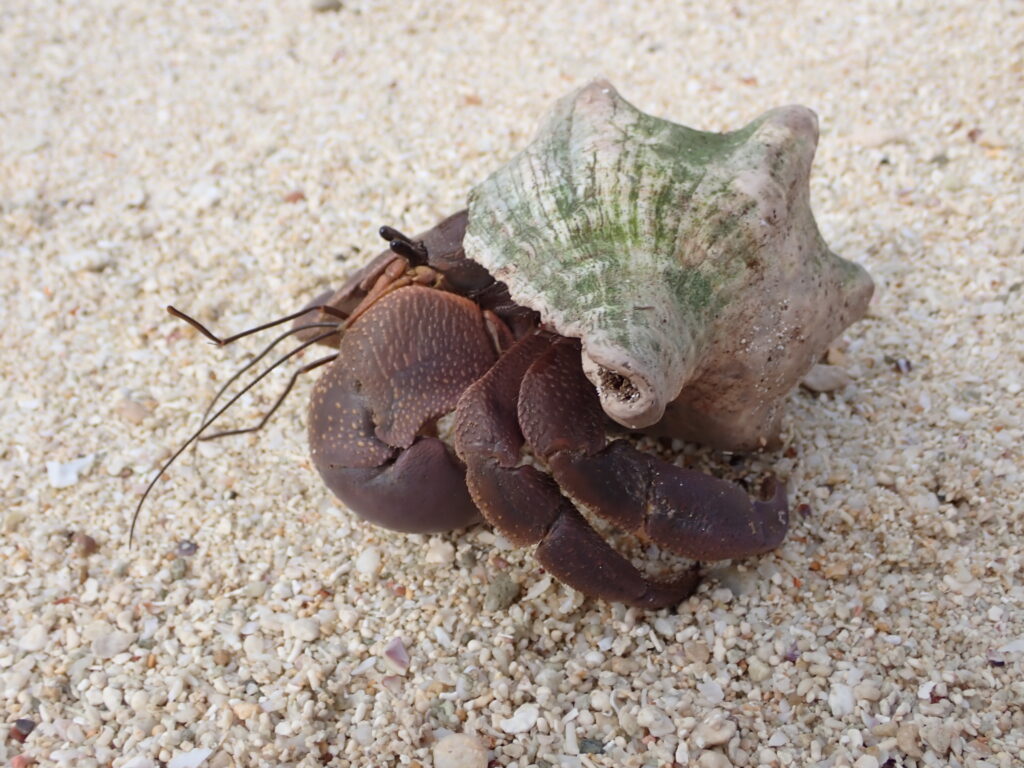オオナキオカヤドカリ