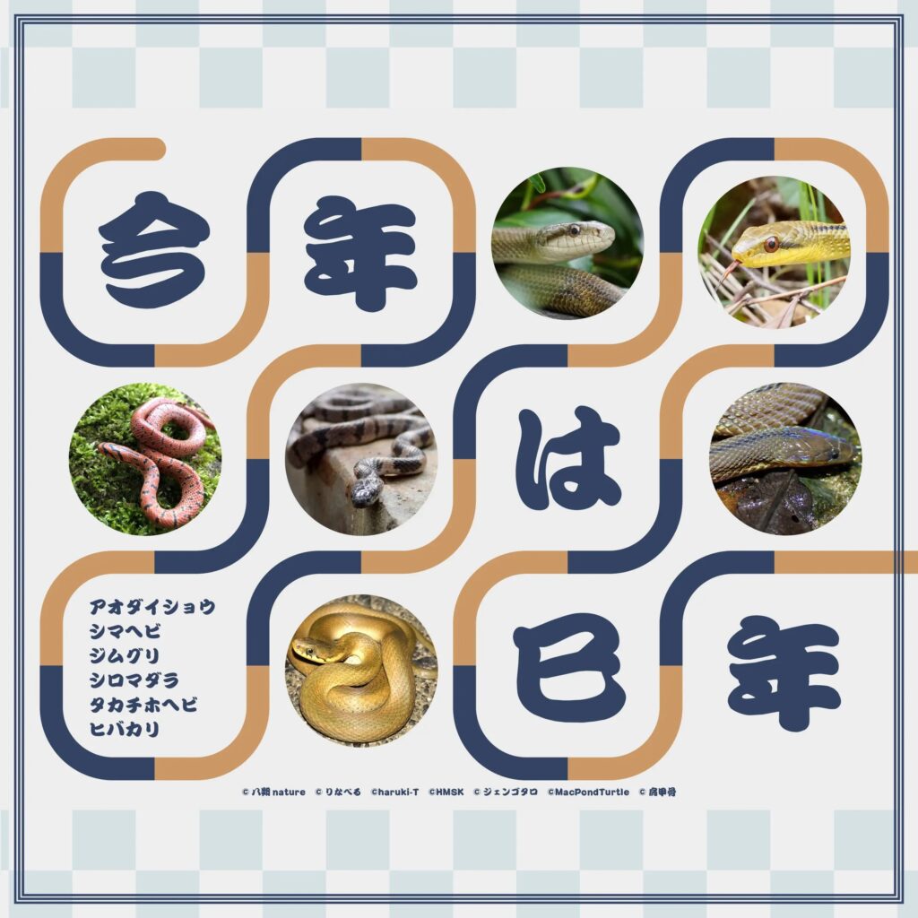 今年は巳年