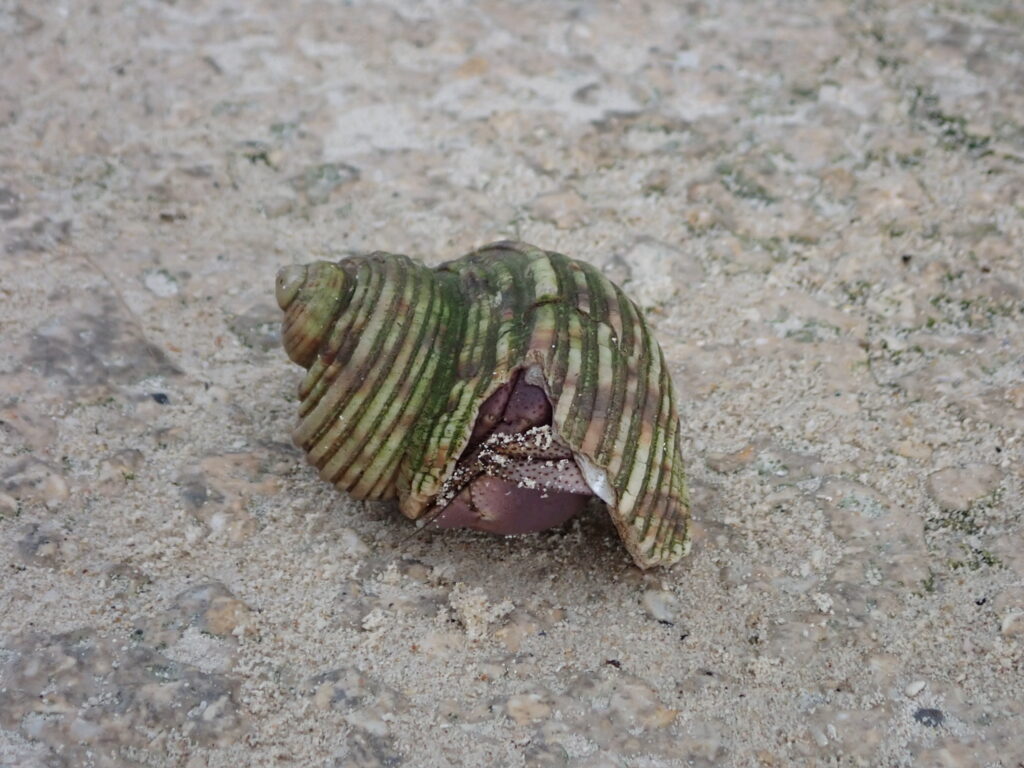 オカヤドカリ
