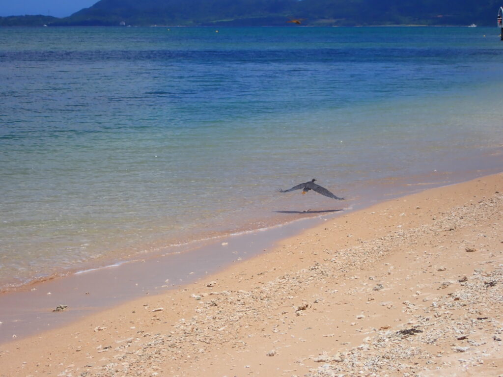 石垣島の海