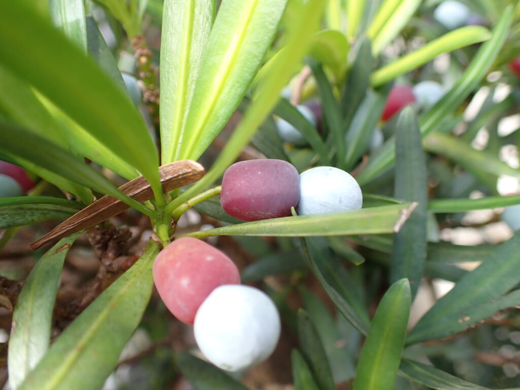 イヌマキ