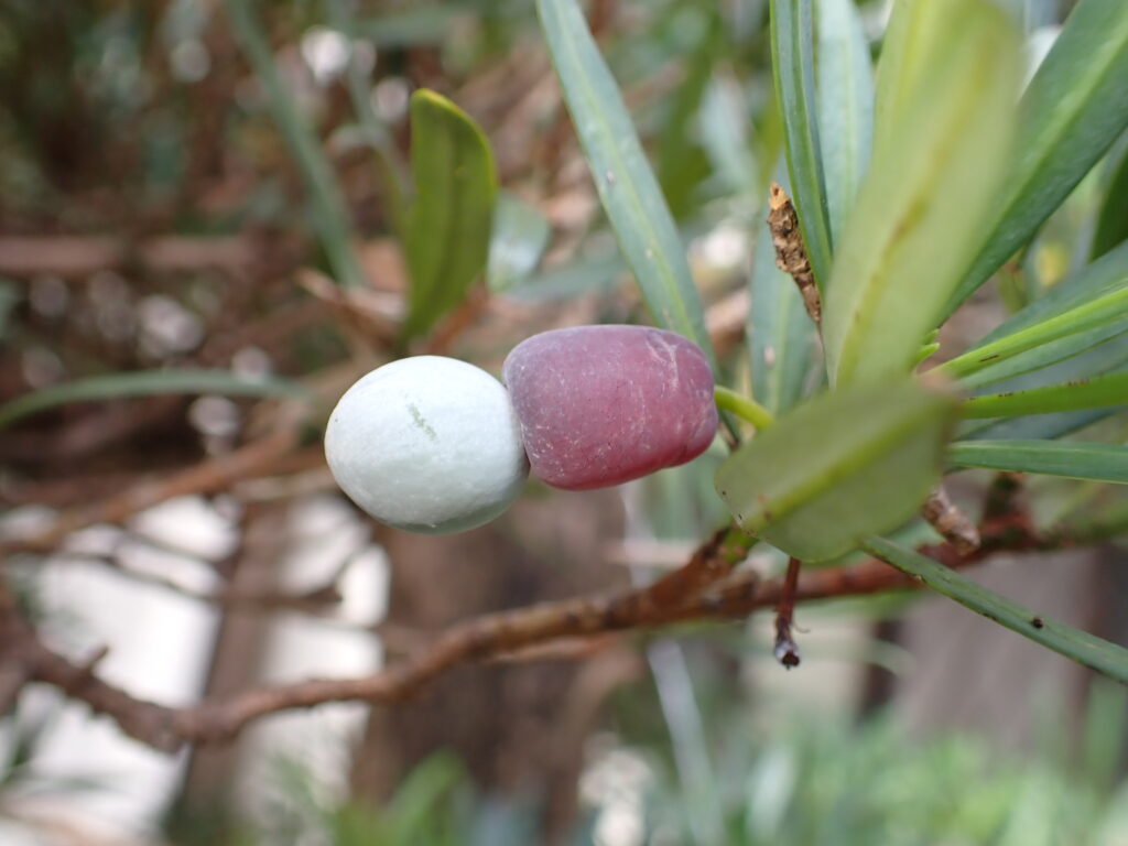 イヌマキ