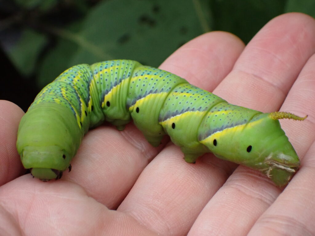 メンガタスズメ