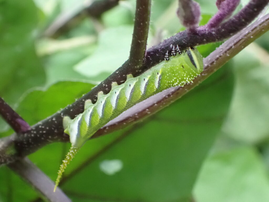 メンガタスズメ