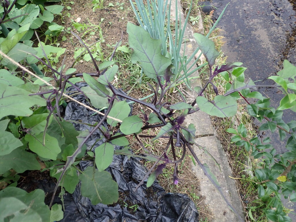 メンガタスズメ