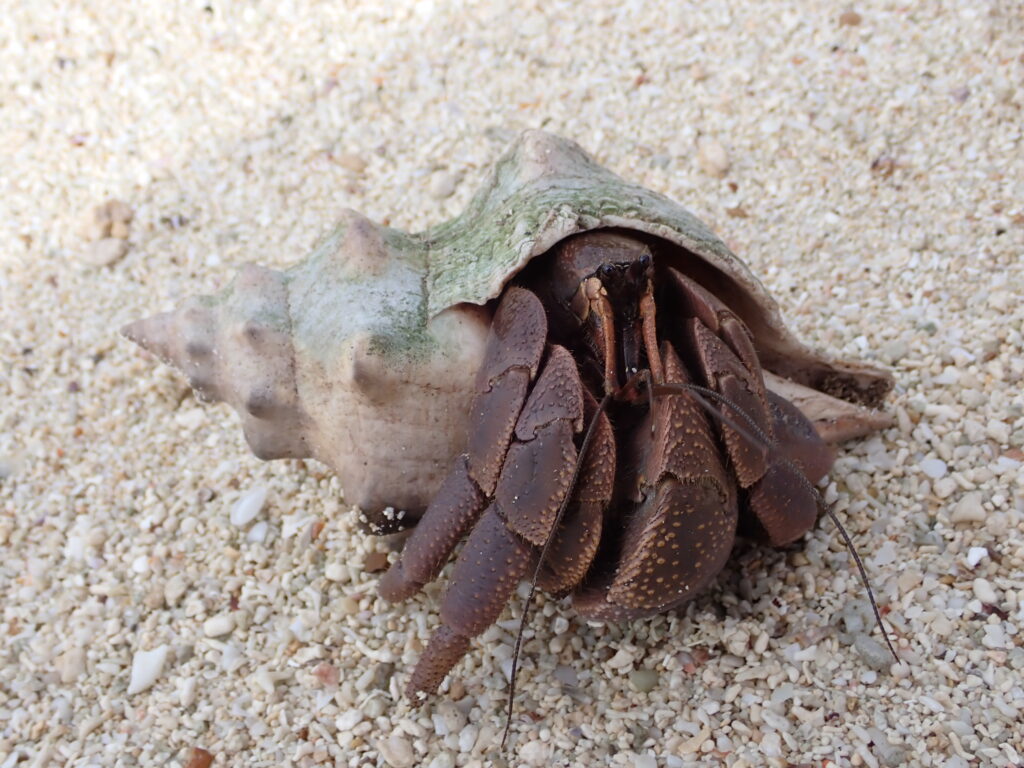 オオナキオカヤドカリ