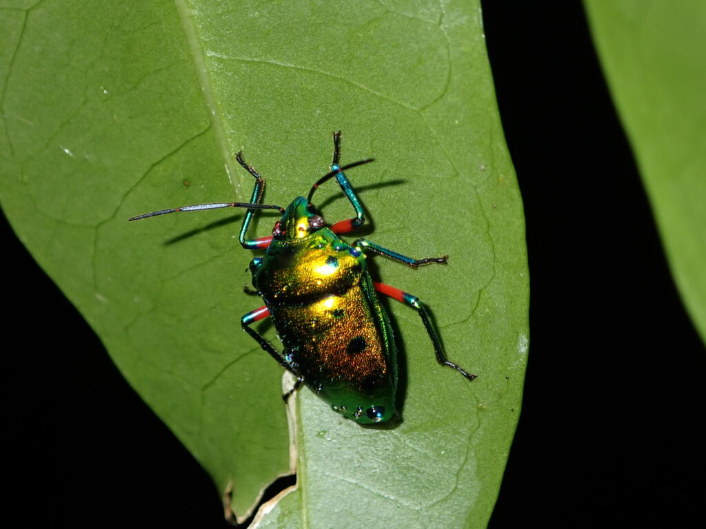 ナナホシキンカメムシ