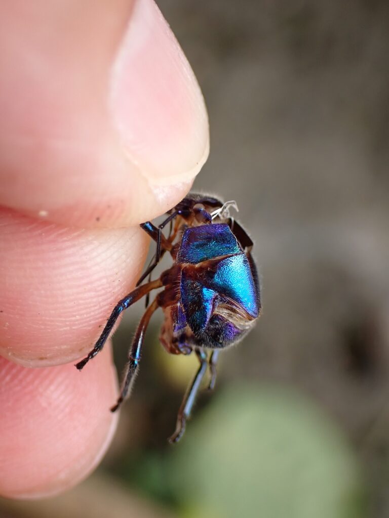 ナナホシキンカメムシの幼虫の殻2