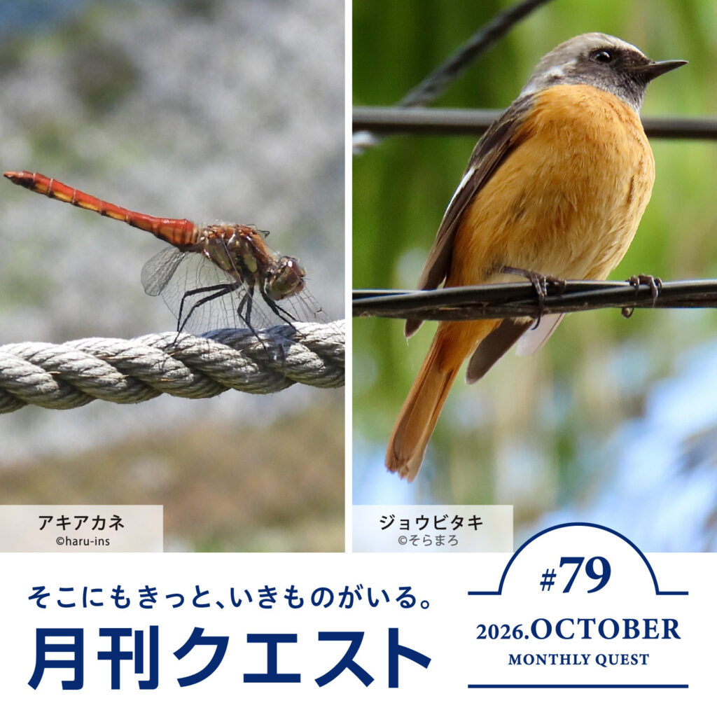 月刊クエスト2026年10月：スキルを使って電線やロープの先にいるいきものを探そう！