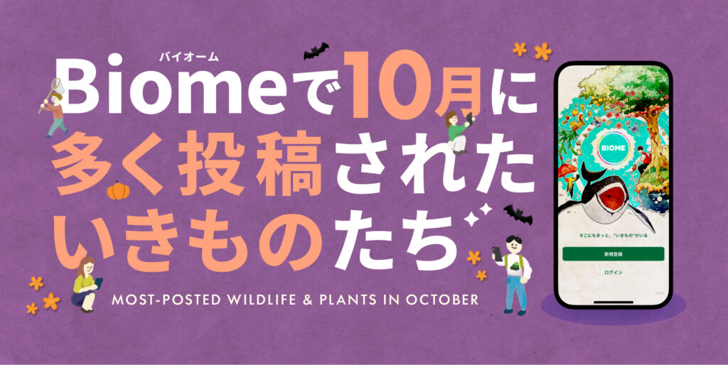 秋のいきものを探してみよう。アプリBiome｜10月の観察記録